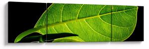 Obraz - zelený list (170x50 cm)