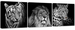 Sada obrazů na plátně Černobílá dravá zvířata - 3 dílná Rozměry: 90 x 30 cm