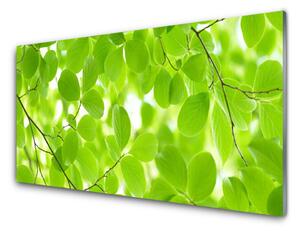 Kuchyňský skleněný panel Listy Příroda 125x50 cm