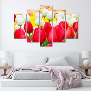 Obraz na plátně Bílé a červené tulipány - 5 dílný Rozměry: 100 x 70 cm