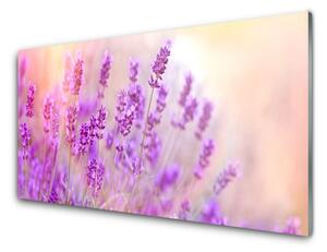 Plexisklo-obraz Levandulové Pole Slunce Květiny 125x50 cm