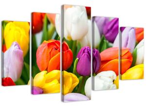 Obraz na plátně Barevné tulipány - 5 dílný Rozměry: 100 x 70 cm