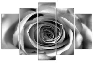 Obraz na plátně Květ růže - 5 dílný Rozměry: 100 x 70 cm