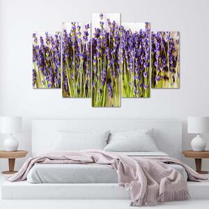 Obraz na plátně Lavender - 5 dílný Rozměry: 100 x 70 cm
