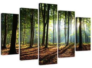 Obraz na plátně Sluneční paprsky v lese - 5 dílný Rozměry: 100 x 70 cm