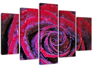 Gario Obraz Dewdrop rose Velikost: 100 x 70 cm, Provedení: Obraz na plátně