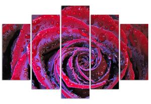 Obraz Dewdrop rose - 5 dílný Velikost: 100 x 70 cm, Provedení: Obraz na plátně