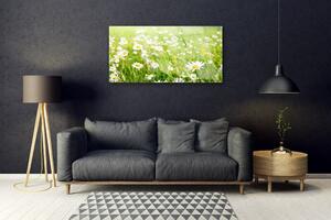 Obraz na skle Louka Sedmikrásky Příroda 100x50 cm