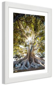 Plakát Velký exotický strom Barva rámu: Bílá, Rozměry: 30 x 45 cm
