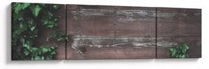 Obraz - Břečťan (170x50 cm)