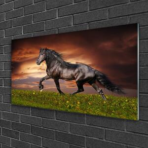 Obraz na skle Černý Kůň Louka Zvířata 140x70 cm