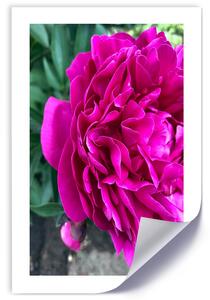Gario Plakát Růžový velký květ Barva rámu: Bez rámu, Velikost: 20 x 30 cm