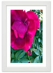 Plakát Růžový velký květ Barva rámu: Bez rámu, Velikost: 20 x 30 cm
