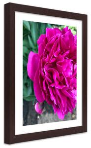 Plakát Růžový velký květ Barva rámu: Bez rámu, Velikost: 20 x 30 cm
