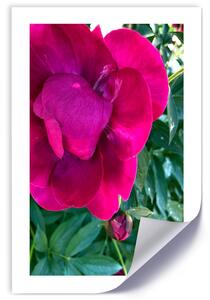 Gario Plakát Růžový velký květ Barva rámu: Bez rámu, Velikost: 20 x 30 cm