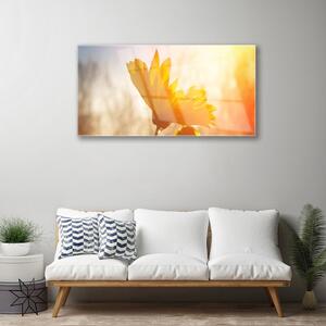Obraz na skle Slunečnice 120x60 cm