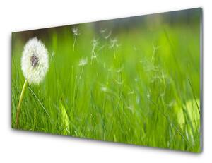 Kuchyňský skleněný panel Pampeliška Tráva Rostlina 100x50 cm