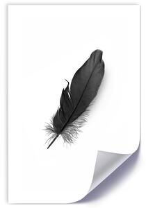 Plakát Černé peří Barva rámu: Bez rámu, Rozměry: 30 x 45 cm