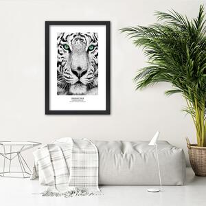 Plakát Bílý tygr Barva rámu: Bez rámu, Velikost: 20 x 30 cm