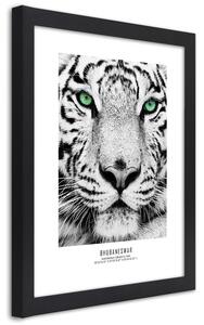 Plakát Bílý tygr Barva rámu: Černá, Rozměry: 20 x 30 cm