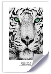 Gario Plakát Bílý tygr Barva rámu: Bez rámu, Velikost: 20 x 30 cm