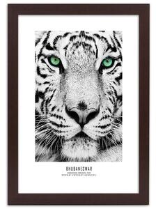 Plakát Bílý tygr Barva rámu: Bez rámu, Velikost: 20 x 30 cm