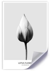 Gario Plakát Bílý lotosový pupen Barva rámu: Bez rámu, Velikost: 20 x 30 cm