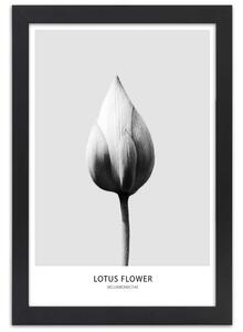 Plakát Bílý lotosový pupen Barva rámu: Bez rámu, Velikost: 20 x 30 cm