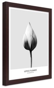 Plakát Bílý lotosový pupen Barva rámu: Bez rámu, Velikost: 20 x 30 cm