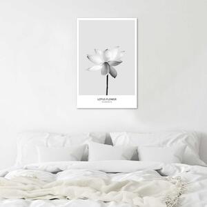 Plakát Bílý lotosový květ Barva rámu: Bez rámu, Rozměry: 30 x 45 cm
