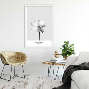 Plakát Bílý lotosový květ Barva rámu: Bez rámu, Rozměry: 30 x 45 cm