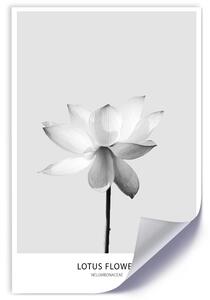 Gario Plakát Bílý lotosový květ Barva rámu: Bez rámu, Velikost: 30 x 45 cm