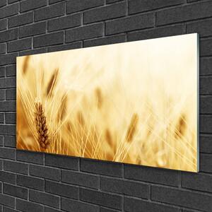 Obraz na skle Pšenice Rostlina Příroda 120x60 cm