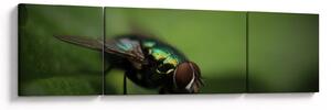 Obraz - Moucha (170x50 cm)