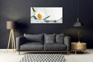 Plexisklo-obraz Sedmikráska ve Vodě 100x50 cm