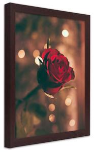 Plakát Červený květ růže Barva rámu: Bez rámu, Rozměry: 30 x 45 cm