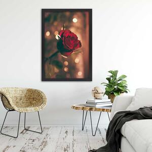 Plakát Červený květ růže Barva rámu: Bez rámu, Rozměry: 30 x 45 cm