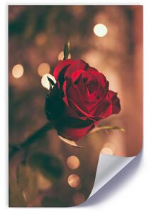 Gario Plakát Červený květ růže Barva rámu: Bez rámu, Velikost: 30 x 45 cm
