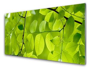 Kuchyňský skleněný panel Listy Příroda Rostlina 100x50 cm