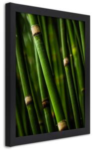 Plakát Bambusový les Barva rámu: Černá, Rozměry: 20 x 30 cm