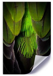 Plakát Zelené peří Barva rámu: Bez rámu, Velikost: 20 x 30 cm