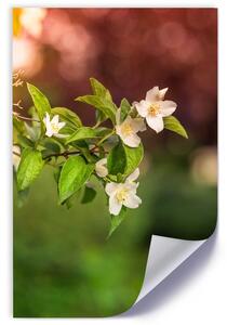 Plakát Jasmínové květy Barva rámu: Bez rámu, Velikost: 20 x 30 cm