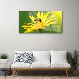 Obraz na skle Vosa Květ Rostlina Příroda 120x60 cm