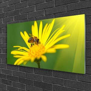 Obraz na skle Vosa Květ Rostlina Příroda 125x50 cm