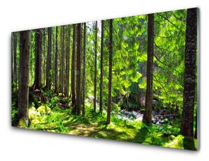 Skleněné obklady do kuchyně Les Stromy Rostlina Příroda 140x70 cm