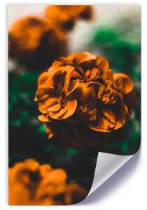 Gario Plakát Oranžové letní květiny Barva rámu: Bez rámu, Velikost: 20 x 30 cm