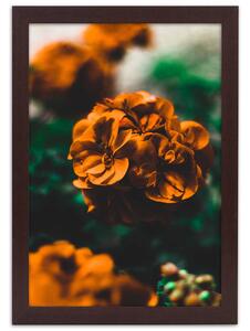 Plakát Oranžové letní květiny Barva rámu: Bez rámu, Velikost: 20 x 30 cm