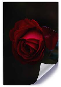 Gario Plakát Červená růže v noci Barva rámu: Bez rámu, Velikost: 20 x 30 cm