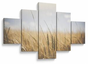 Obraz obilí (125x70 cm)