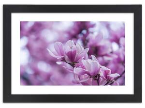 Plakát Květy magnólie Barva rámu: Hnědá, Rozměry: 100 x 70 cm